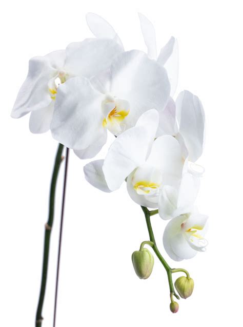 Exploring the Art of Phalaenopsis Display: Techniques and Inspiration